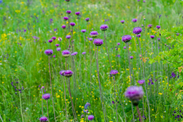 Beautiful Flowers Milk Thistle Close-up, Big Purple Silybum Flowers