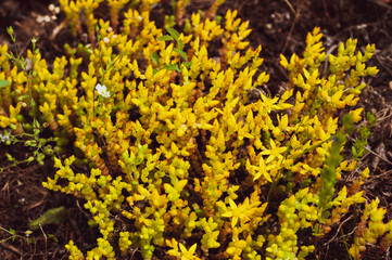 Yellow flowering moss Sedum Sexangulare Plants mats ornamental flowering moss ground cover plants