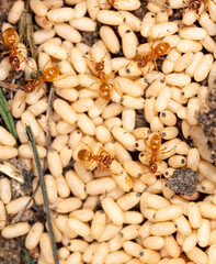 White ant eggs on the ground.