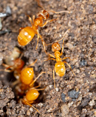 Yellow ants on the ground.