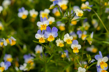 Meadow flowers tricolor violet among grass, purple yellow and white petals delicate flower, summer background