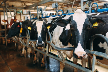 Cows on Farm. Cows eating hay in the stable.