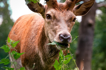 deer eating nettles in the forest