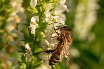 bee on a flower