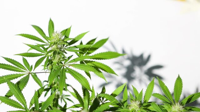 A cannabis bush in bright light with a white background with a shadow swaying in the wind. Medicinal marijuana leaves of the Jack Herer variety are a hybrid of sativa and indica. Care and cultivation.