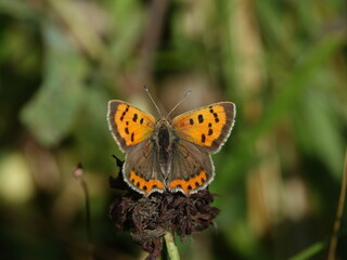 Fototapeta na wymiar small copper butterfly (Lycaena phlaeas)