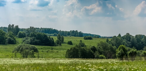Landscape with field, wild flowers, bushes, grass, forest strip on the background of blue sky with white clouds in summer