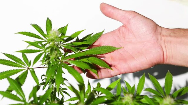 Hand carefully touches a cannabis bush in bright light with a white background. Medicinal marijuana leaves of the Jack Herer variety are a hybrid of sativa and indica. Care and cultivation.