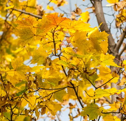 Fototapeta premium Yellow leaves of canadian maple on branches