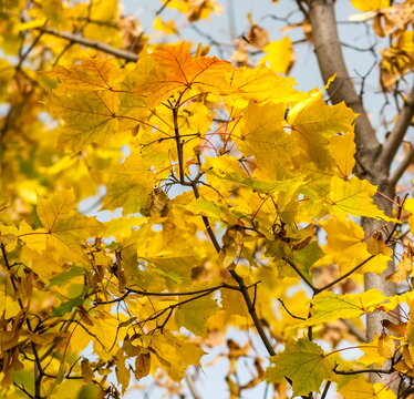 Yellow leaves of canadian maple on branches