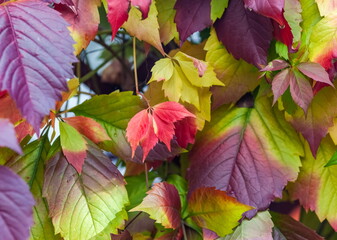 Colorful leaves of the plant Maiden grapes closeup in autumn