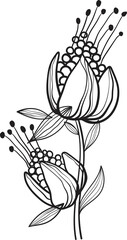 Black line floral arrangement, fancy outline flowers on stem with leaves and pollen on white background, hand drawn botanical illustration