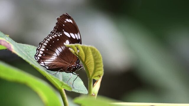 4k Nature footage beautiful butterfly on nature rainforest jungle Sabah, Borneo