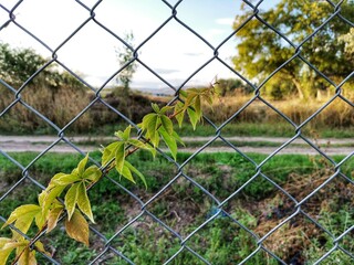 Garden surrounded by wire mesh.