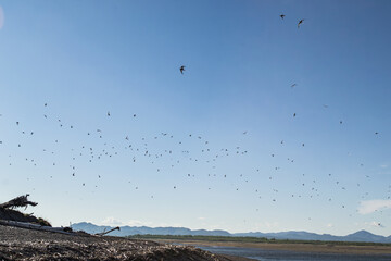 birds in the sky