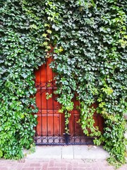 Wooden door covered with ivy.