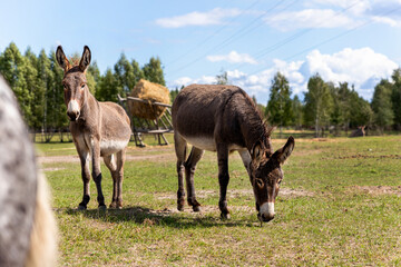 Portrait of two shy fluffy curious funny domestic cute hungry donkeys stand at countryside farm barnyard asking for treat against green grass field. Many animals at country rural paddock