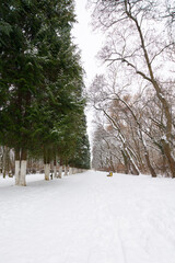 city park on a cloudy winter day. row of coniferous trees along the pathway