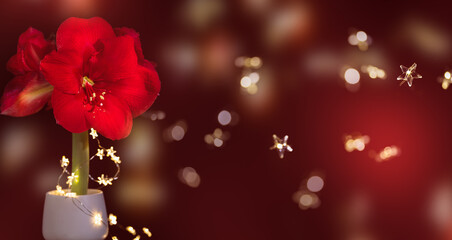 festliche florale weihnachtsdekoration in rot mit großer amaryllis blüte und unscharfen lichtern - obrazy, fototapety, plakaty