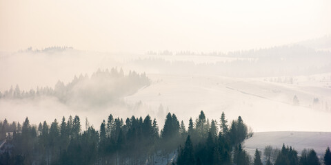 brume matinale en hiver. forêt de conifères sur les collines dans le brouillard. magnifique paysage naturel au lever du soleil