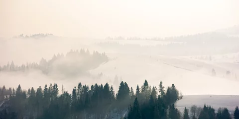 Papier Peint photo Forêt dans le brouillard brume matinale en hiver. forêt de conifères sur les collines dans le brouillard. magnifique paysage naturel au lever du soleil