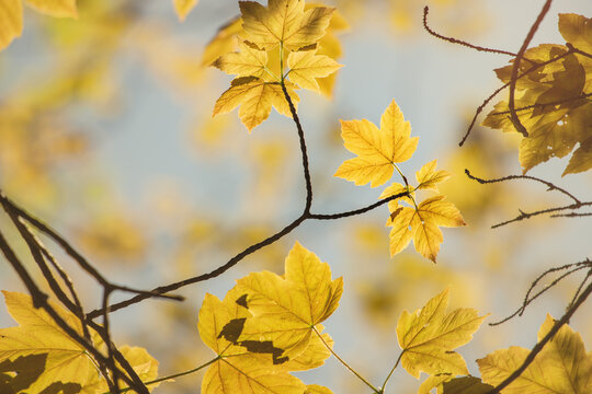 A short but bright time of golden autumn. Yellow and green sugar maple leaves on a blue fall sky background.