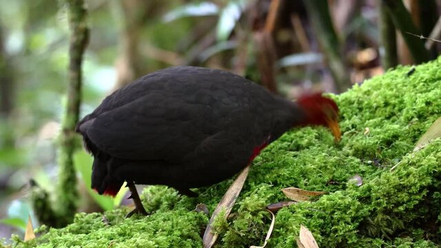 Nature wildlife footage bird of crimson-headed partridge on deep jungle rainforest, It is endemic to the island of Borneo