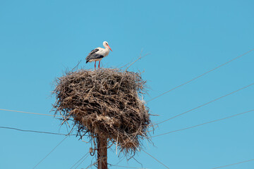 A stork has built a huge nest of dry twigs on an electric pole in the village. It has long been a symbol of childbirth and replenishment in the family