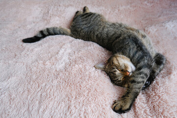 The tabby cat sleeps on a beige fluffy bedspread. Copy space.