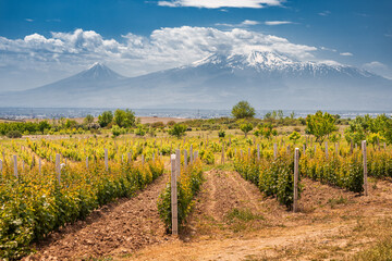 Fototapeta na wymiar Smooth rows of vineyards against the backdrop of the majestic Mount Ararat in Armenia. Grape agriculture and production of high-quality varieties of wine
