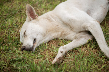close-up photo of a sleeping white street dog on the grass
