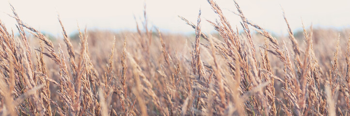 Field of dry brown grass on light natural background. Banner.