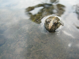 frog in the water