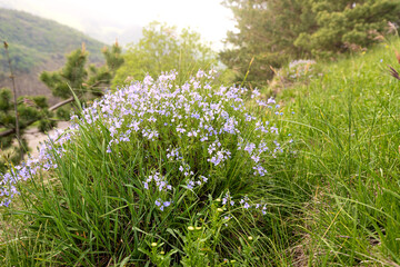 Flowering plant Veronica - often used in alternative medicine as a useful herb. Violet blooming at spring