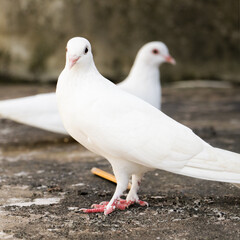 photo showing depth of field with selective focus of two white homing domestic pegions standing in opposite directions to each other during a bright morning day
