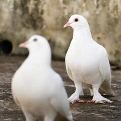 selectively focused photo with depth of field of two domestic homing pegions with white feathers all over standing looking at the same side in the morning on a sunny day 