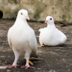 selectively focused photo of two white homing domestic pegions, one standing in the front and the other sitting at the back during a bright morning day