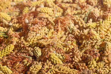 Collecting and harvesting pine pollen from inflorescences and young cones of coniferous trees in spring. Dietary supplement rich in vitamins and trace elements