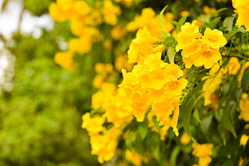 flower in garden. good day in garden.