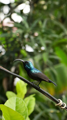 a male loten's long billed and maroon breasted purple sunbird walking over an electric power line wire during a hot summer afternoon 