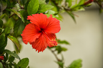 The hibiscus flower is a plant native to East Asia. Has a large size and is red. Its scientific name is Hibiscus rosa-sinensis