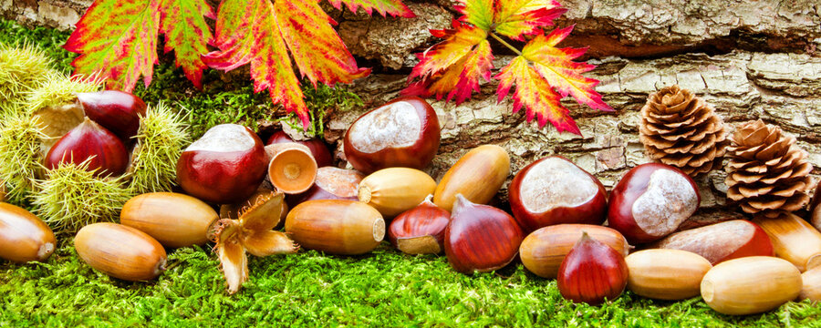 Herbstzeit mit Kastanien und Maronen