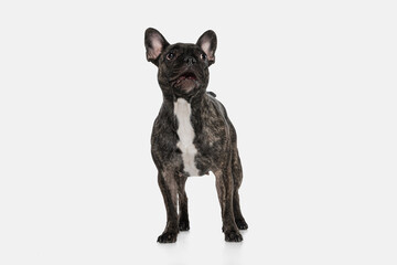 Portrait of cute puppy of French bulldog, purebred dog posing isolated over white background. Concept of pets, domestic animal, health