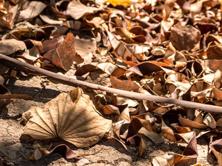 Autumn leaves and tree bark on the ground