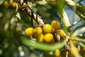 Ripe sea buckthorn on a branch against the blue sky, close-up, selective focus.