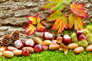 Herbstzeit mit Kastanien und Maronen