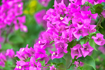 Purple bougainvillea flowers in background