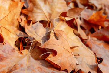 Autumn Leaves Background