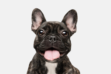 Close-up of beautiful dog, puppy of French bulldog posing isolated over white background. Concept of pets, domestic animal, health - obrazy, fototapety, plakaty