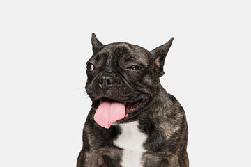 Close-up of beautiful dog, puppy of French bulldog posing isolated over white background. Concept of pets, domestic animal, health